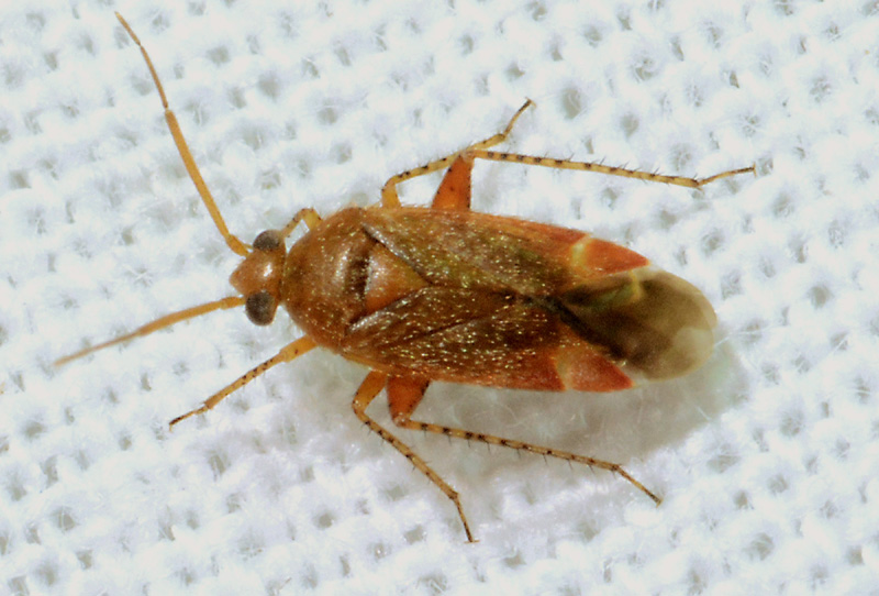 Miridae: Psallus sp. (cfr.) e Agnocoris sp.